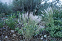 Elymus longifolius