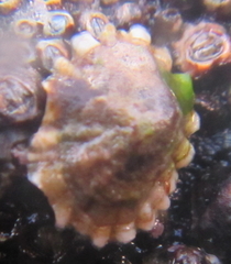 Siphonaria australis