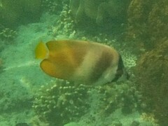 Blacklip Butterflyfish