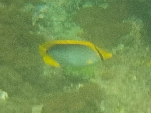 Blackback Butterflyfish — seen at this dive site