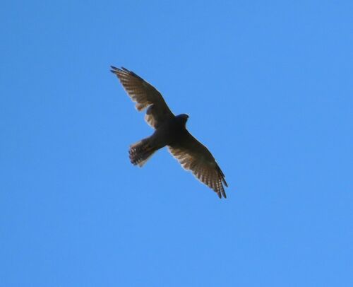 Brown Goshawk (Tachyspiza fasciata), photo 9