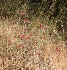 Helichrysum sanguineum