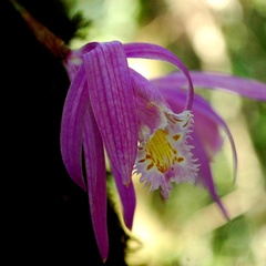 Pleione praecox