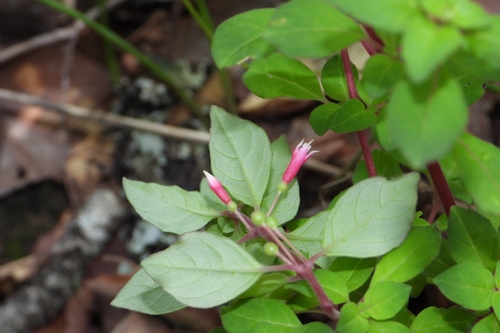 Fuchsia encliandra (Fuchsia encliandra)