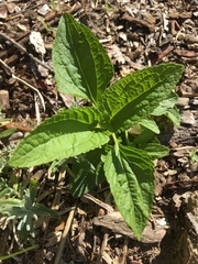 Conoclinium coelestinum