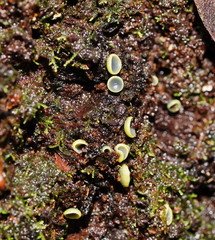 Chlorosplenium
