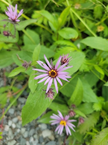 Siberian Aster