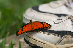 Heliconiini