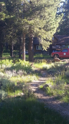 iNaturalist observation photo of Mule Deer