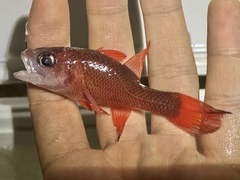 Big Red Cardinalfish photo 2