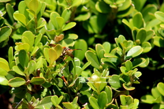 Polistes