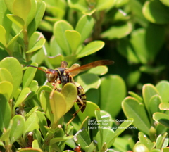 Polistes