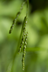 Carex gracillima