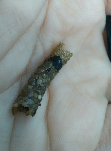 Odontoceridae
