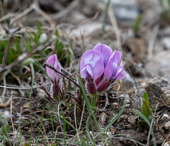 Oxytropis stenofoliola