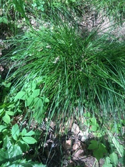 Carex divulsa