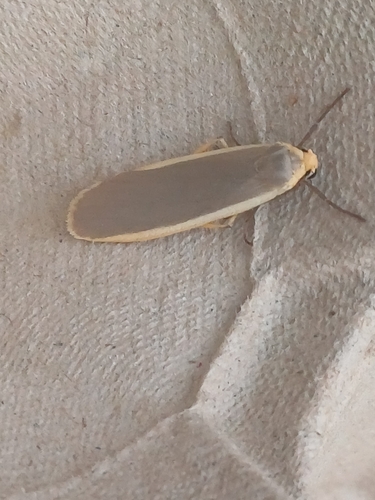 Common Footman, Tilehurst, Reading, UK, photo 8 of 10