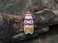Cyana bellissima