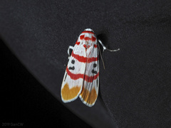 Cyana bellissima