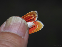 Cyana bellissima