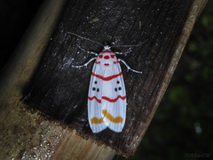 Cyana bellissima