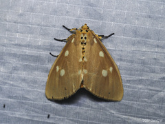 Tinolius hypsana