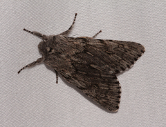 Brachionycha borealis