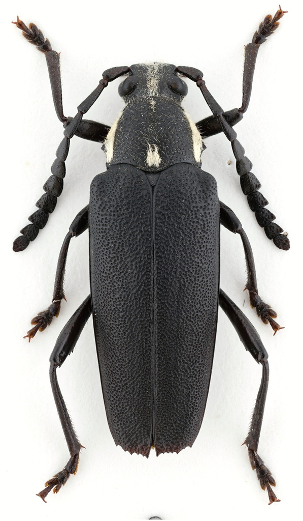 Elateropsis woodleyi