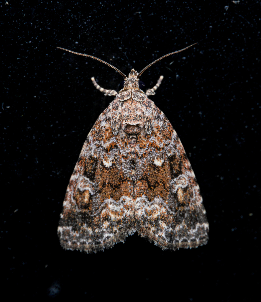 Protodeltote distinguenda