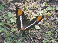 Adelpha syma