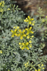 Ruta divaricata
