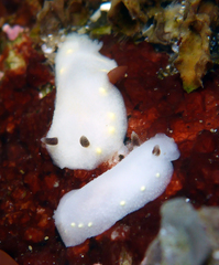 Cadlina flavomaculata