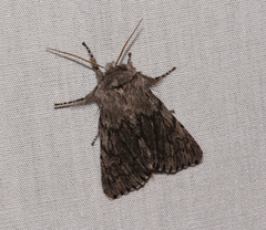 Brachionycha borealis