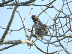 Bradypus variegatus tapajoensis