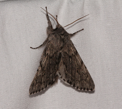 Brachionycha borealis