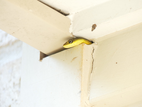 Common Tree Snake sighting