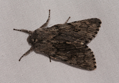 Brachionycha borealis
