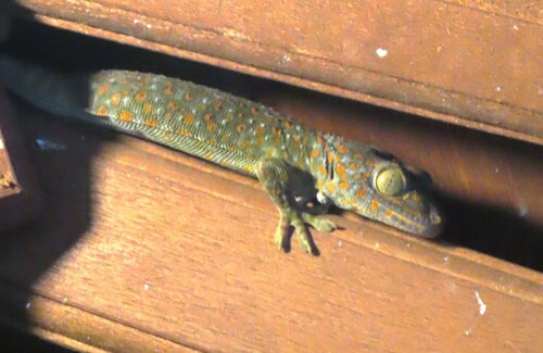 Tokay Gecko — seen at this dive site