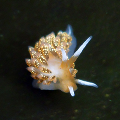 Diaphoreolis flavovulta