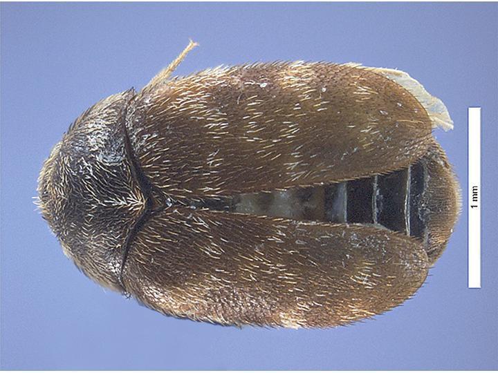 Khapra Beetle