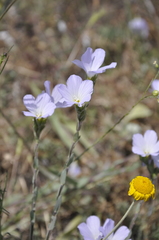 Linum lanuginosum