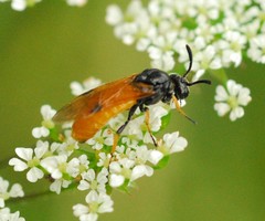 Arge melanochra