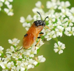 Arge melanochra