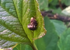 Cionus scrophulariae
