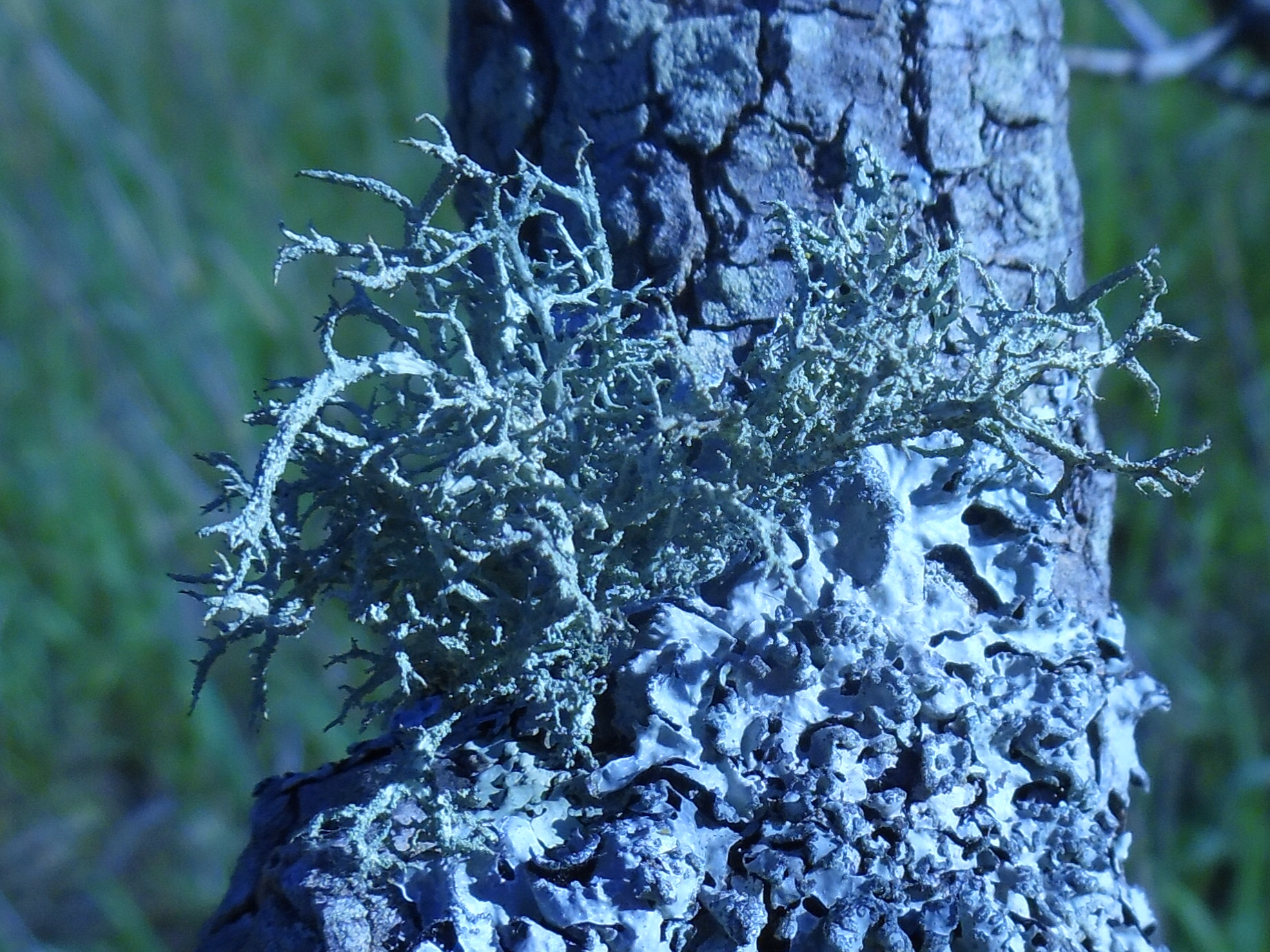 Evernia mesomorpha image