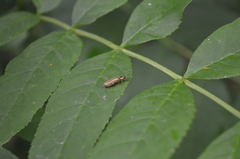 Cantharis decipiens