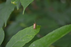 Cantharis decipiens