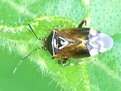 Deraeocoris flavilinea