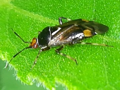 Deraeocoris flavilinea