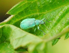 Polydrusus planifrons